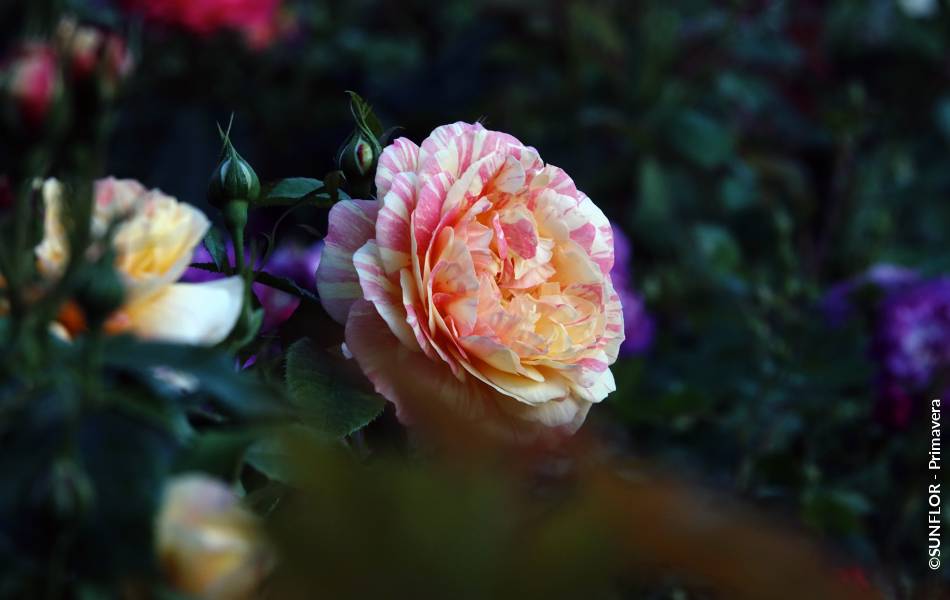©SUNFLOR - Primavera